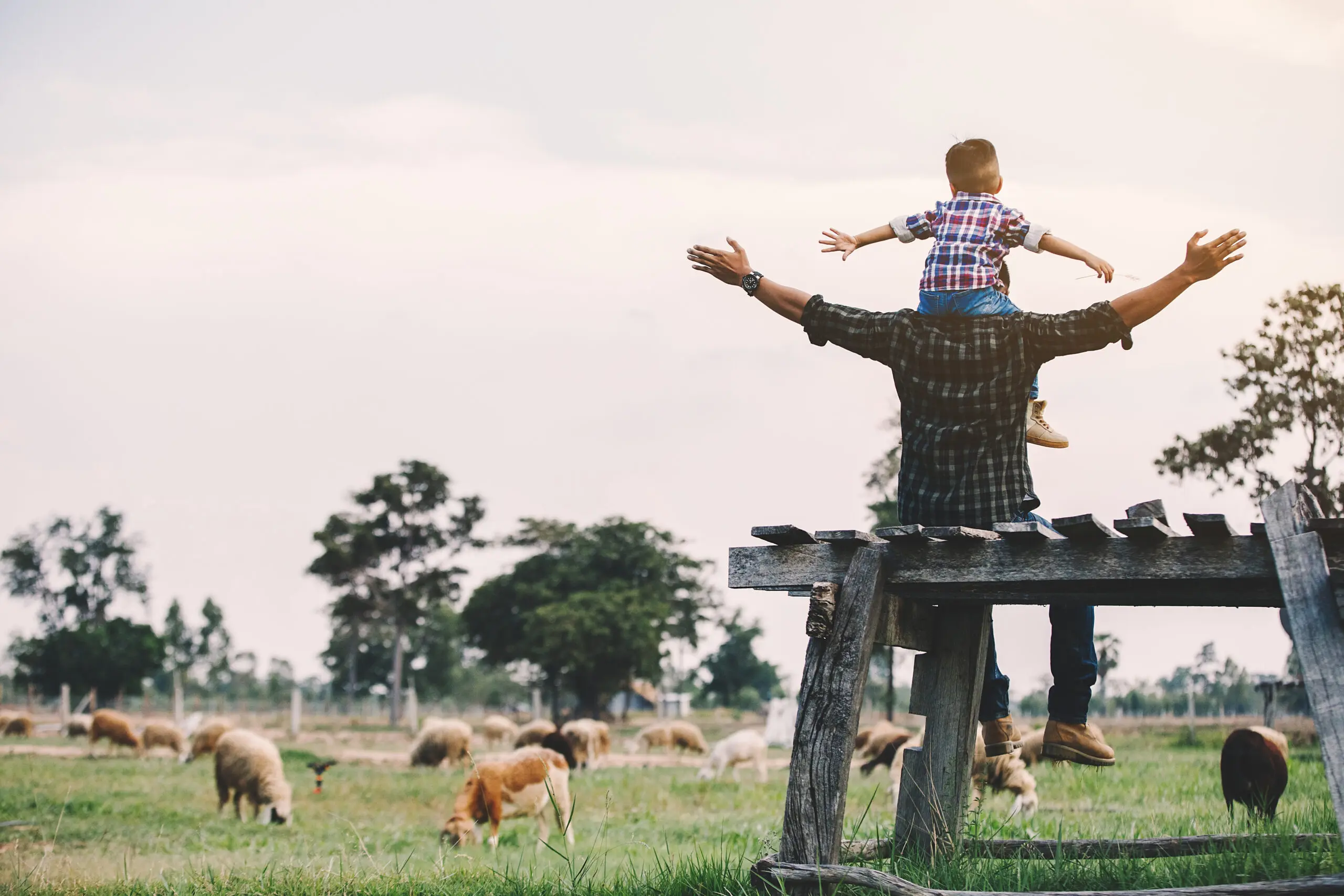 father and son in sheep farm; Farmers take care and feed the animals on the farm. sheep and goat in countryside farm